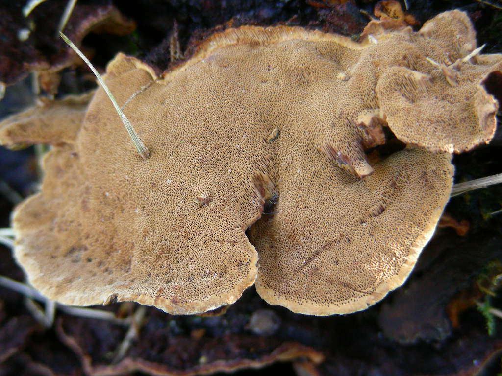 Su Salix caprea ...(Phellinus conchatus)
